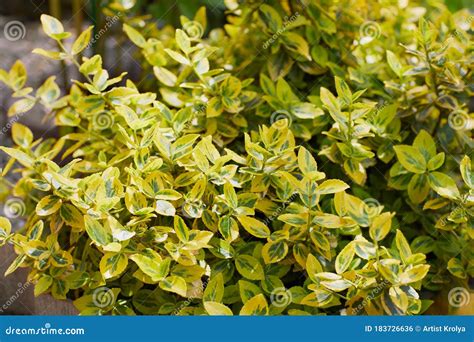 Wintercreeper Euonymus Fortunei Close Up Shot Nature Background With