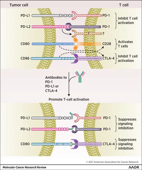 Interactions Between Tumor Cells And T Cells That Activate Or Inhibit T