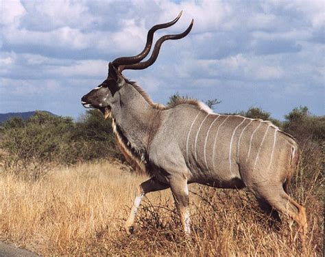 The Greater Kudu Tragelaphus Strepsiceros Is A Woodland Antelope