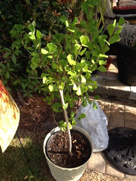 Trimming Ficus Trees Arizona Shanta Jorgenson