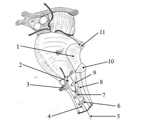 Diagramme De Vue Lat Rale Du Tronc C R Bral Quizlet