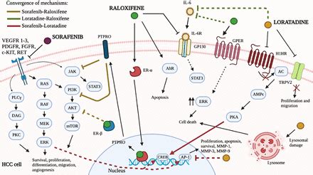 The Combination Sorafenib Raloxifene Loratadine As A Novel Potential