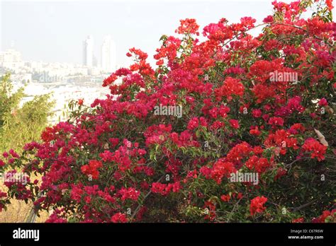 amazing red flowers, in garden Stock Photo - Alamy