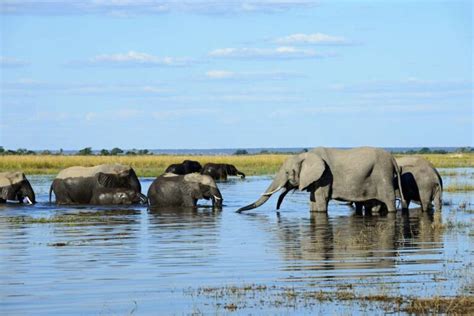 Botswana Safaris, Botswana Tours, Vacations to Botswana Safari Trips