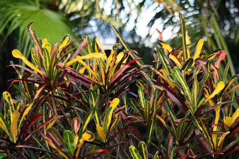 Photo Of The Leaves Of Croton Codiaeum Variegatum Laurens Rainbow