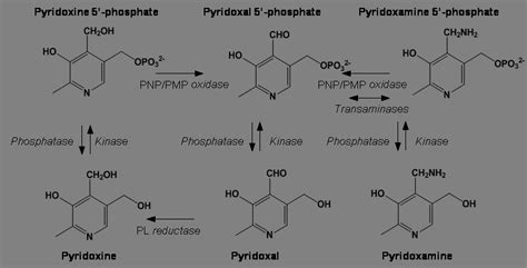 Scheme 1 10 Salvage Pathway For Enzymatic Conversion Of The Different