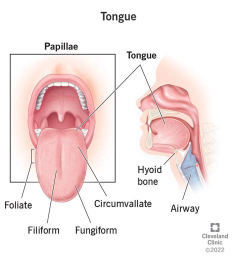 Tongue: Definition, Location, Anatomy & Function