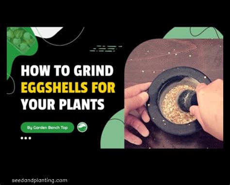 How To Grind Eggshells For Plants A Step By Step Guide Seed And Planting