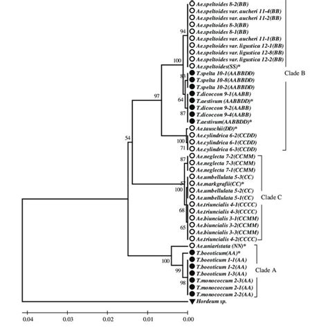 Upgma Phylogenetic Tree Based On The Comparison Of Dna Sequences Trnt F