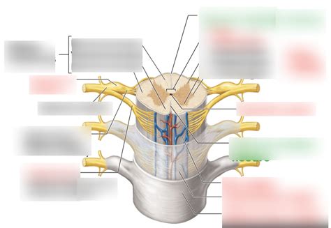 The Spinal Cord And Its Meningeal Coverings Diagram Quizlet