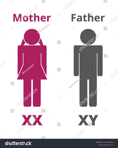 Vector Silhouettes Icons X Y Sex Stock Vector Royalty Free 2248558081