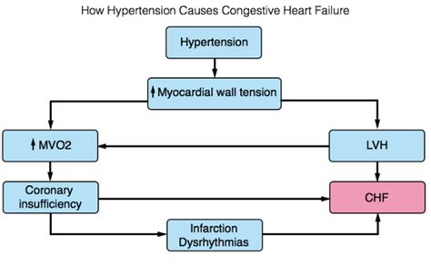 Vascular Cardiac III Flashcards Quizlet