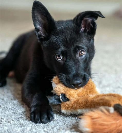 black german shepherd puppy