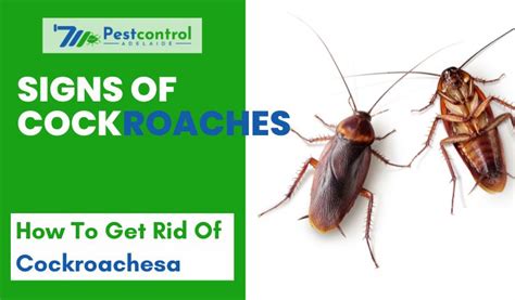 Signs Of Cockroaches Top 9 Signs Of Cockroach Infestation