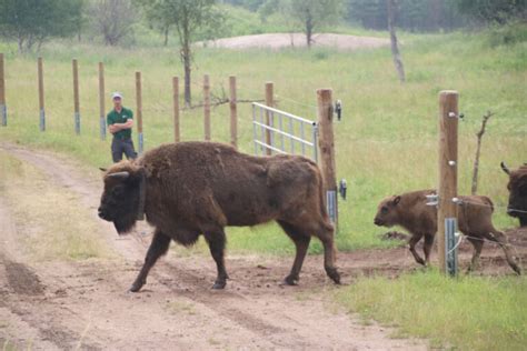 Gemeindeverwaltung Münster in Hessen Einzigartiges Naturschutzprojekt