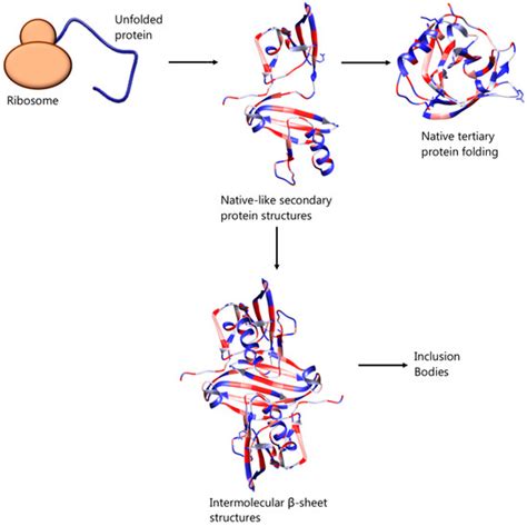 Microorganisms | Special Issue : Recombinant Protein Expression in ...