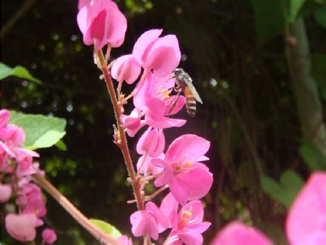 Apis florea is foraging on flower. | Download Scientific Diagram