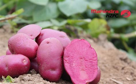 Mahindra Hzpc Brings Colour To The Potato Sector In India Potatopro