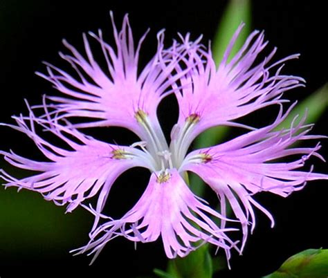 Pinks Fringed Dianthus Superbus Seeds