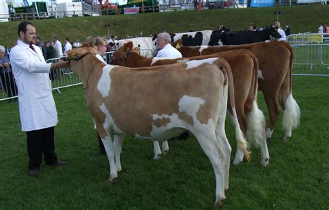 Gallery - English Guernsey Cattle Society