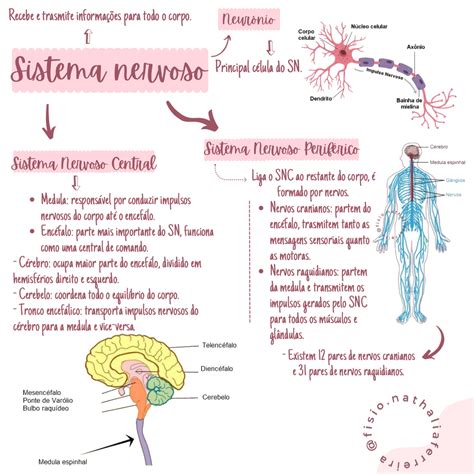 Mapa Mental Sistema Nervoso Mapa Mental Sistema Nervoso Sistema