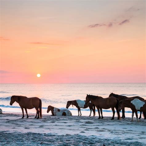 9 Tips For Visiting Assateague Island National Seashore Travelawaits