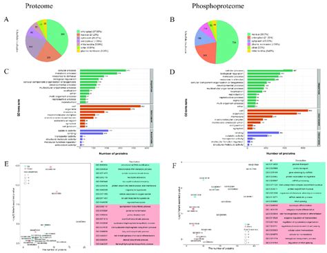 Analysis Of The Proteome And Phosphoproteome Data Subcellular