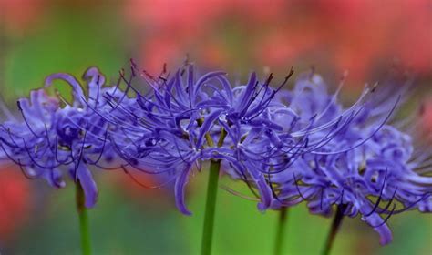 10 Bulbs Each Color Lycoris Radiata Spider Lily Bulbs Ebay