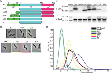 Distinct Regions Of H Pyloris Bactofilin Ccma Regulate Protein