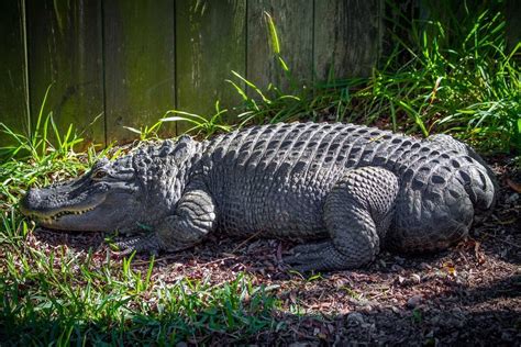 Bob is a female alligator at Alligator Adventure in North Myrtle Beach ...