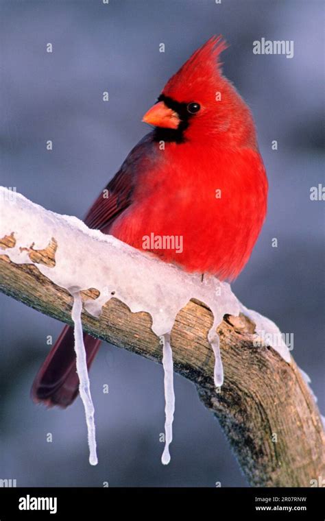 Red Cardinal Northern Cardinal Cardinalis Cardinalis Red Cardinals