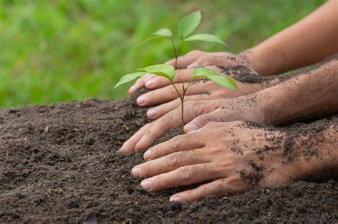 Susunan Acara Penanaman Pohon Peringati Hari Gerakan Satu Juta Pohon