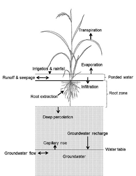 Water Balance Of Flooded Rice In The Tropics Intechopen