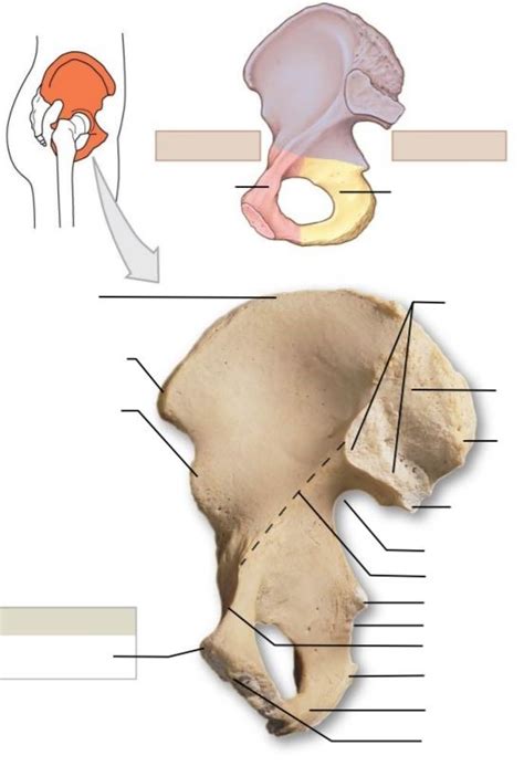 Pelvis 3 Anterior Diagram Quizlet