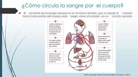 PPT Sistema Circulatorio PPT Descarga Gratuita