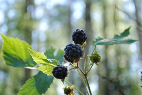 Free Images Nature Forest Branch Blossom Fruit Berry Flower