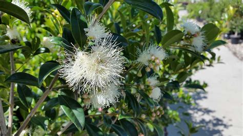 Syzygium Australe Select Form Alpine Nurseries