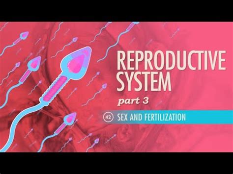 Reproductive System Sex And Fertilization Part 3 Instructional Video For 9th 12th Grade