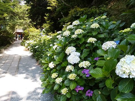 鎌倉市観光課 On Twitter 6月16日、葛原岡神社。参道脇のアジサイや、ハナショウブとアジサイの組み合わせなど、アジサイが見ごろ