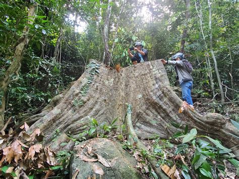 Forest trees are cut down to get wood to ‘open chest’, build a haunted house? – Thuvienpc.com