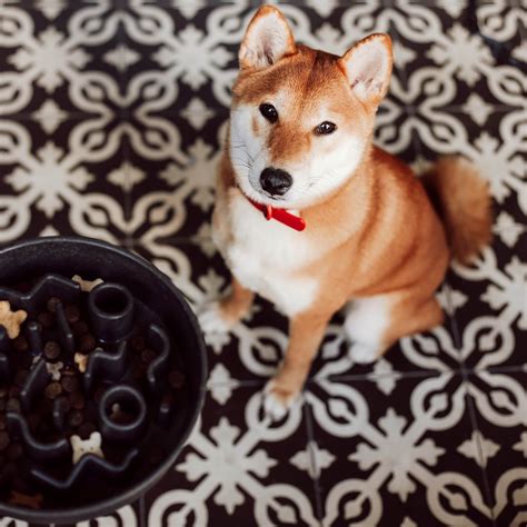 Why Do Some Dogs Gulp Their Food