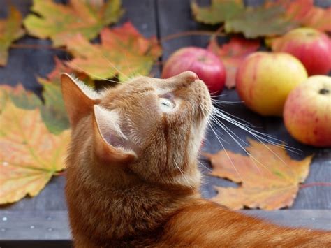 Frutas para Gatos Será Que Os Gatos Podem Comer Qualquer Fruta