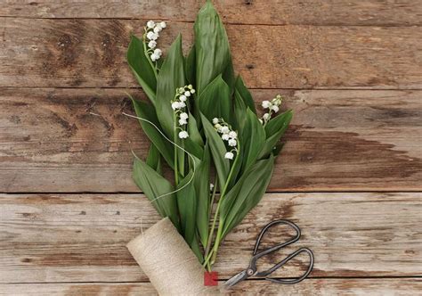 Symbole du muguet Significations et traditions à travers les âges