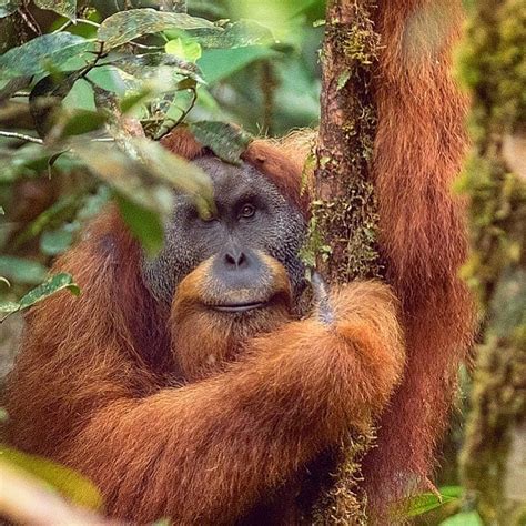 Mengenal Orangutan Tapanuli Spesies Terbaru Setelah Orangutan