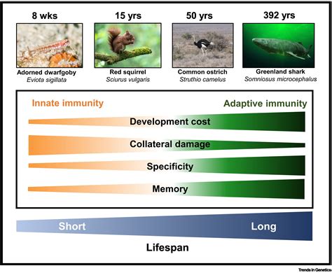 Immunity and lifespan: answering long-standing questions with comparative genomics: Trends in