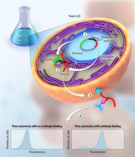 Infographic A Yeast Model For Studying Histone Modifications The