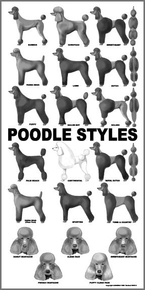 Huxtable The Poodle | Toy Poodle Blog | Parti Poodle: Poodle Grooming ...