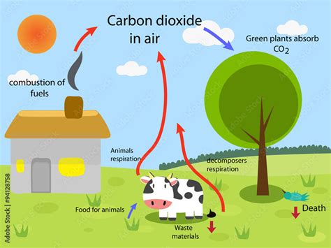 the carbon cycle Stock Vector | Adobe Stock