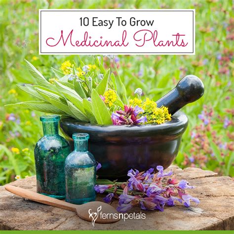 Easy To Grow 10 Medicinal Plants At Home FNP