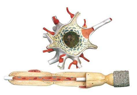 Nerve Cell Model Sahara Scientific